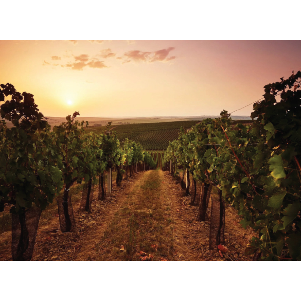 Musti Nobilis Prosecco