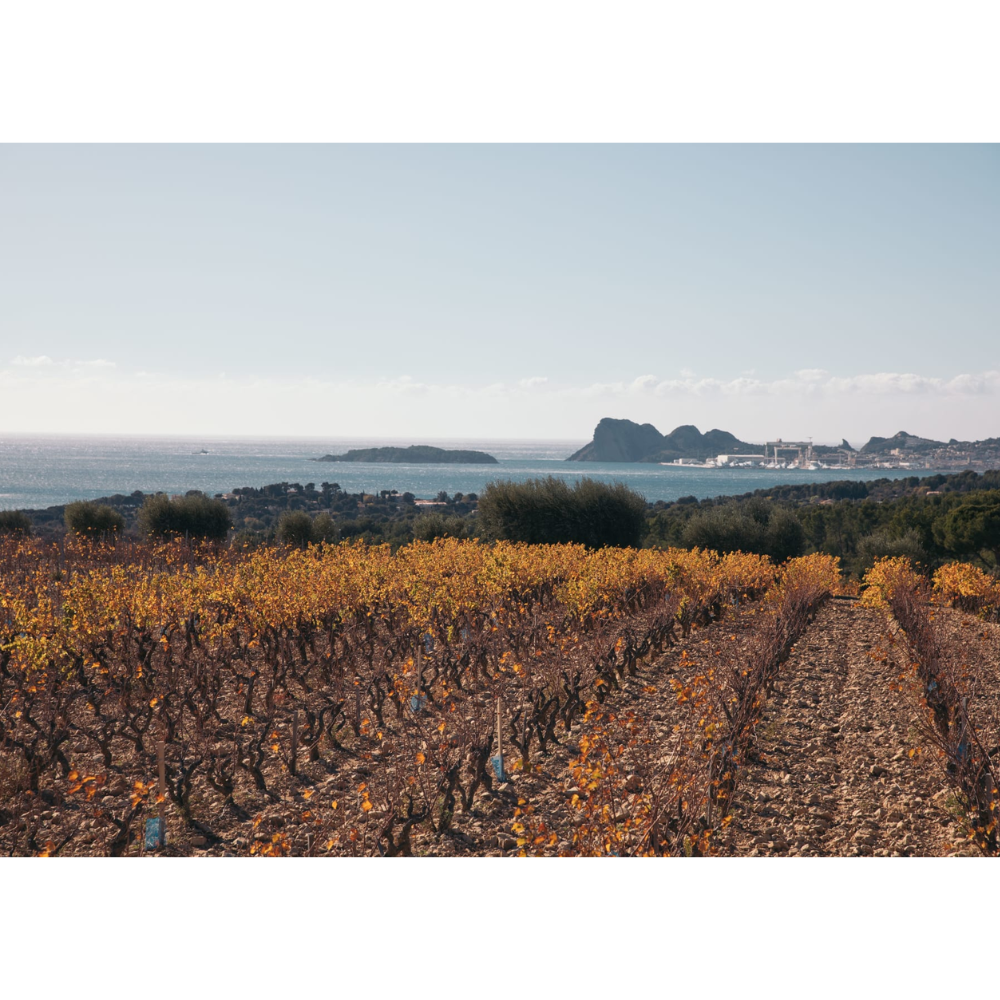Bieler Père et fils Côtes du Rhône Rosé