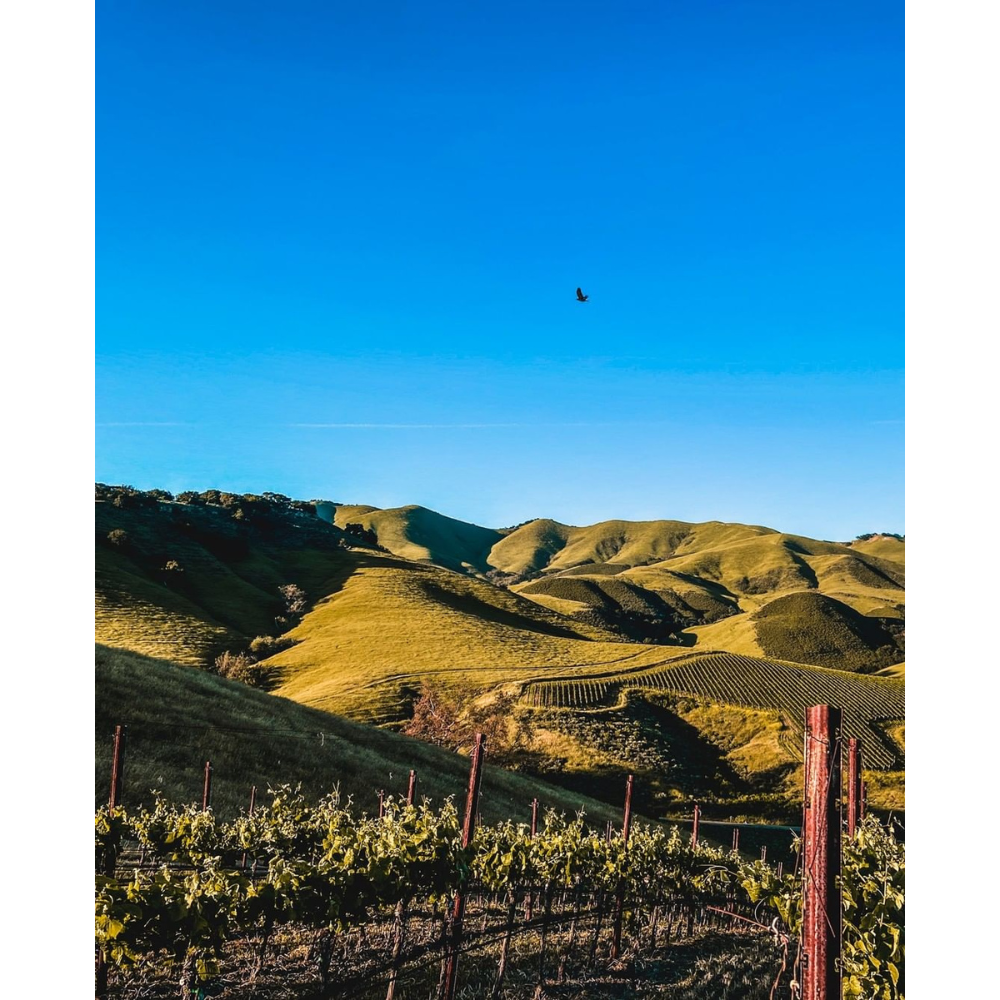 Talley Vineyards Estate Chardonnay