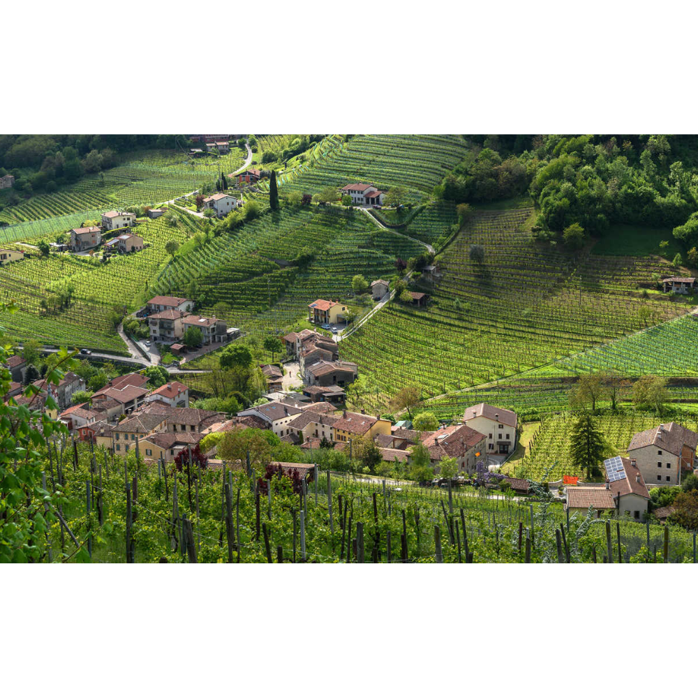 Benvolio Pinot Grigio